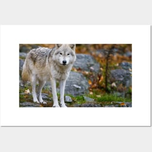 Arctic Wolf Posters and Art